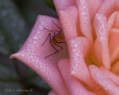 Petal Hiding