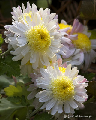 White Chrysanthemum's