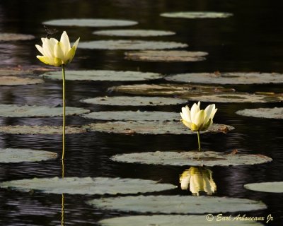 Water Lily's