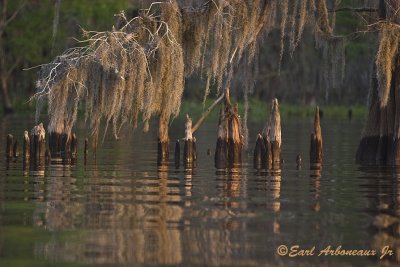 Cypress Knees and Spanish Moss