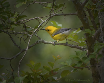 Prothonotary  Warbler II
