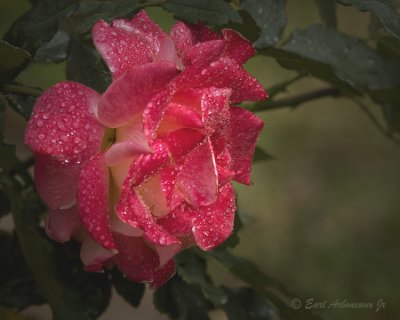 Rain Drop Rose