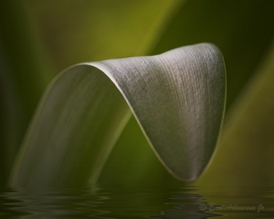 Dipping for a Drink