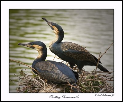Nesting Cormorants