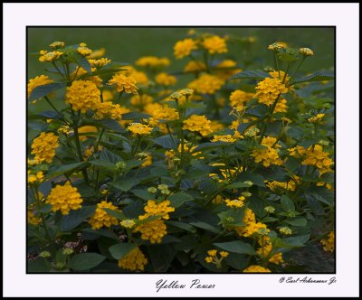 Yellow Power