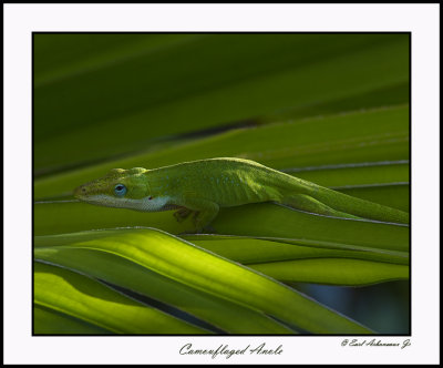 Camouflaged  Anole
