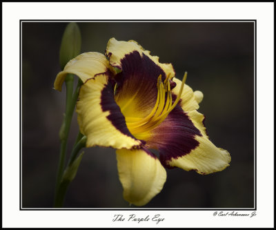 The Purple Eye