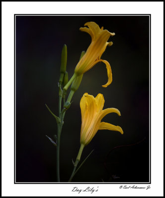 Day Lily's