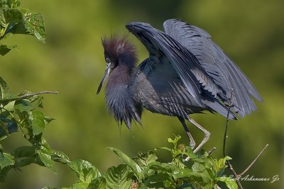 Little Blue Heron
