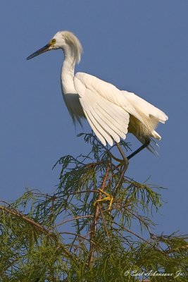 Snowy Egret
