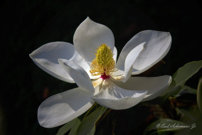 Magnolia Perfection