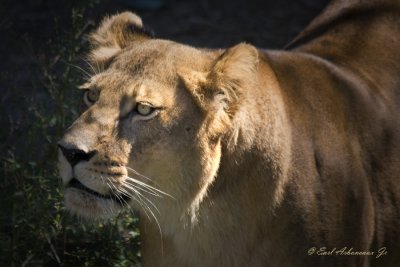 Lion