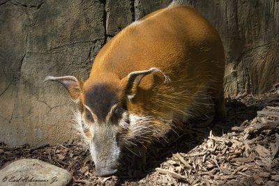 Red River Hog