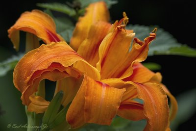  The Orange Lily 
