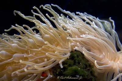 Undersea Plant Life