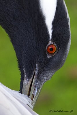 Red Eye