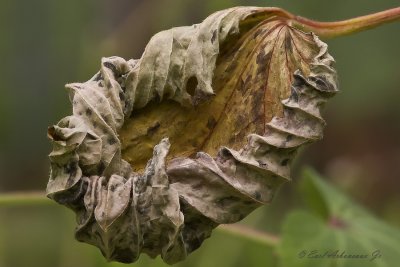 Dead Leaf  Fold