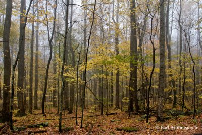 Smoky Mountain National Park