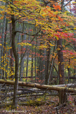 Smoky Mountain National Park