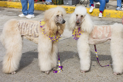 LSU Dogs