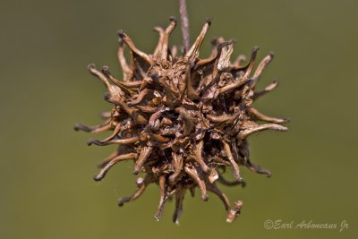 Rotten Seed Ball