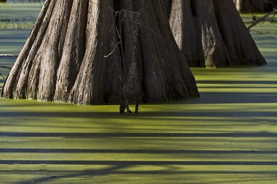 Swamp Lines