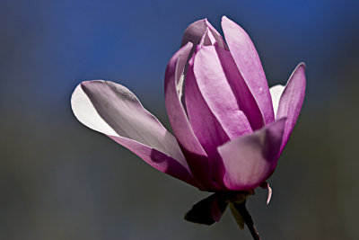 Japanese Magnolia II