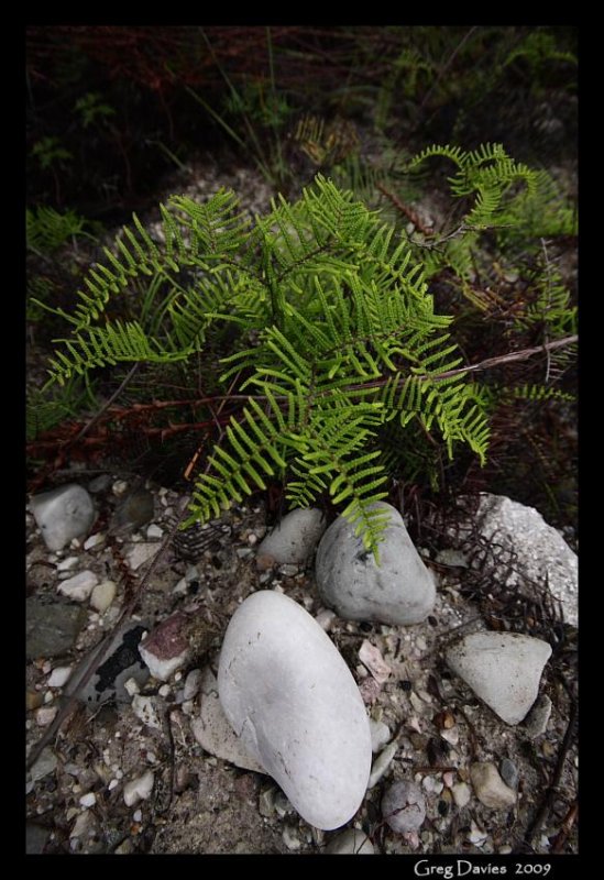 Ferns on Strahan roadside
