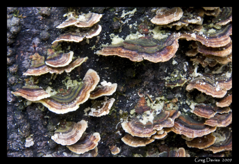 Fungi #2