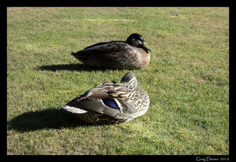 Ducks In Wanaka
