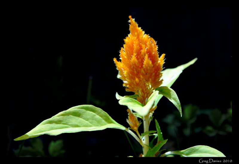 Celosia