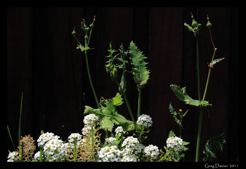Alyssum & Thistle