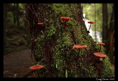 Fungus at Nelson Falls