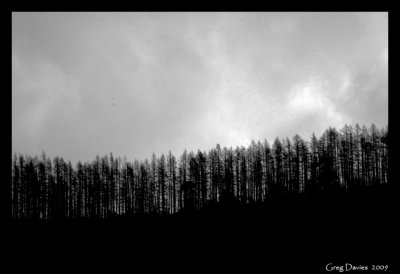 Treeline