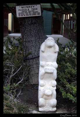Monkey Tree
