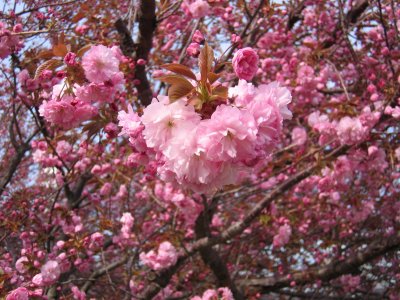 Cherry Blossom Pink
