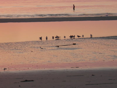 shorebirds at sunset.jpg