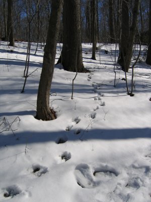 tracks in the snow.jpg