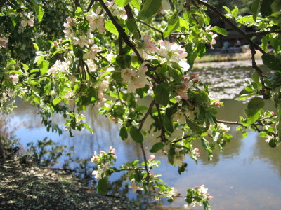 Apple Blossom by Roth Pond
