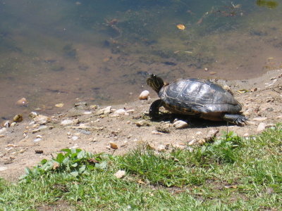 Turtle