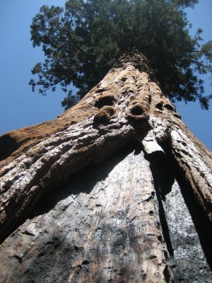 Sequoia1.JPG