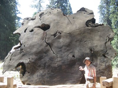 Sequoia2.JPG