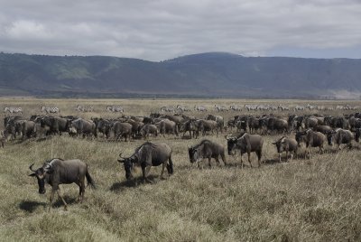 wildebeests & zebras on the line search for water.Serengeti