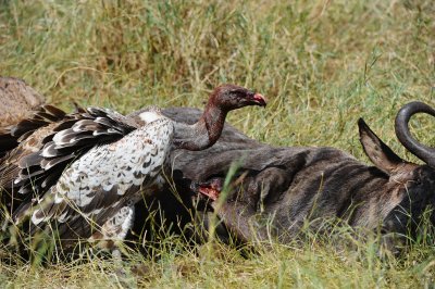 vultures eat death wildbeest at Grumeri river.Serengeti