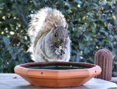 Squirrel Eating at a Bowl