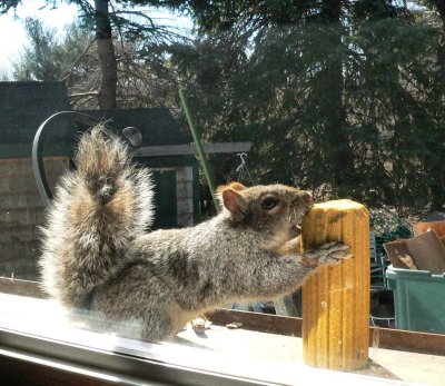 Squirrel on Window Shelf