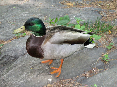 Mallard. There is a lot of wildlife on the Park