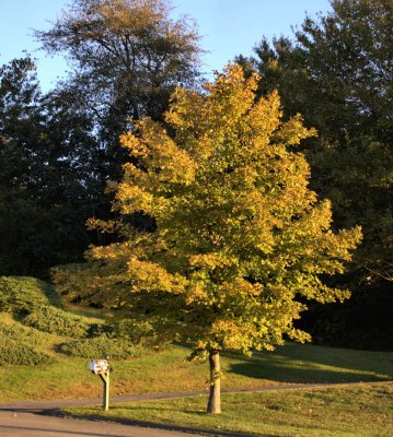 Nature - Tree