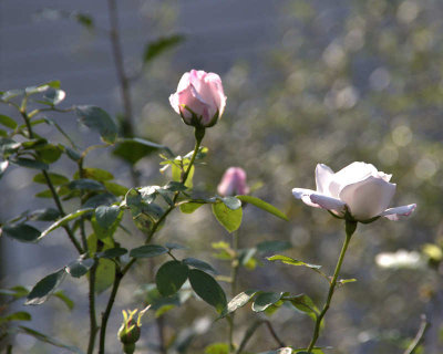 Nature: White Rose Bush