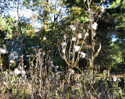 Nature: West Rock Park Stroll